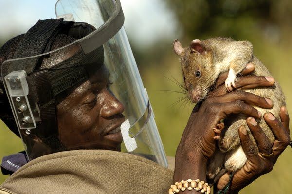 ¡Estos animales dotados de sentidos extraordinarios! Quotes   