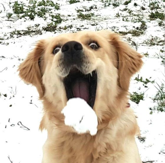 La increíble reacción de los animales en la nieve Quotes   