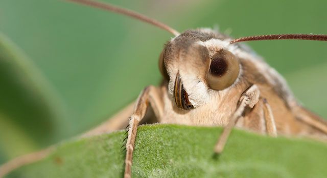 ¡Estos animales dotados de sentidos extraordinarios! Quotes   