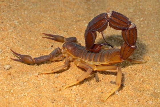 10 datos fascinantes sobre los escorpiones Quotes   
