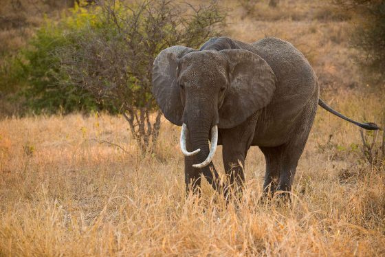 ¡ Este elefante desaparece y sorprende a todo el mundo ! Quotes   