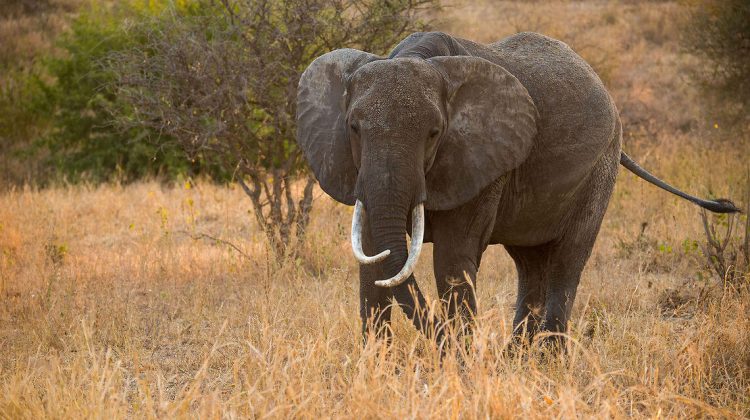 ¡ Este elefante desaparece y sorprende a todo el mundo ! Quotes   