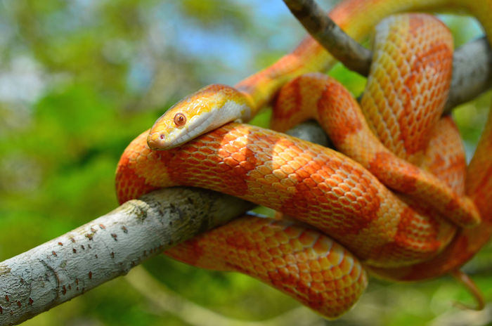 15 cosas sorprendentes que no sabías sobre las serpientes Quotes   