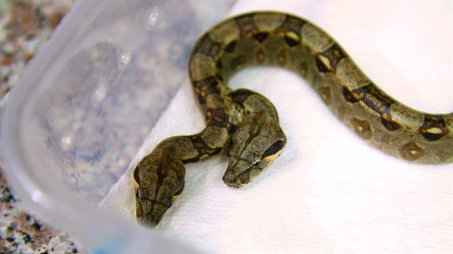 15 cosas sorprendentes que no sabías sobre las serpientes Quotes   