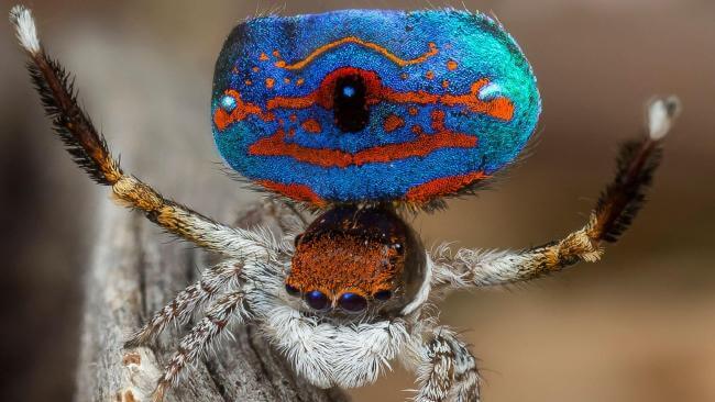 8 cosas que no sabías sobre la araña pavo real Quotes   