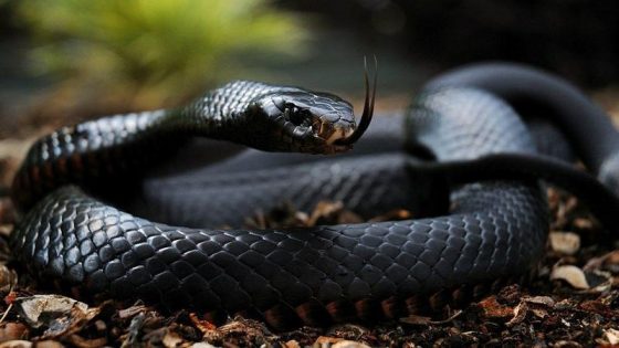 Las 10 serpientes más increíbles del mundo Quotes   