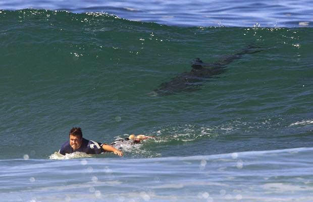 Cuidado : estas playas son aquellas donde hay más tiburones en el mundo Quotes   