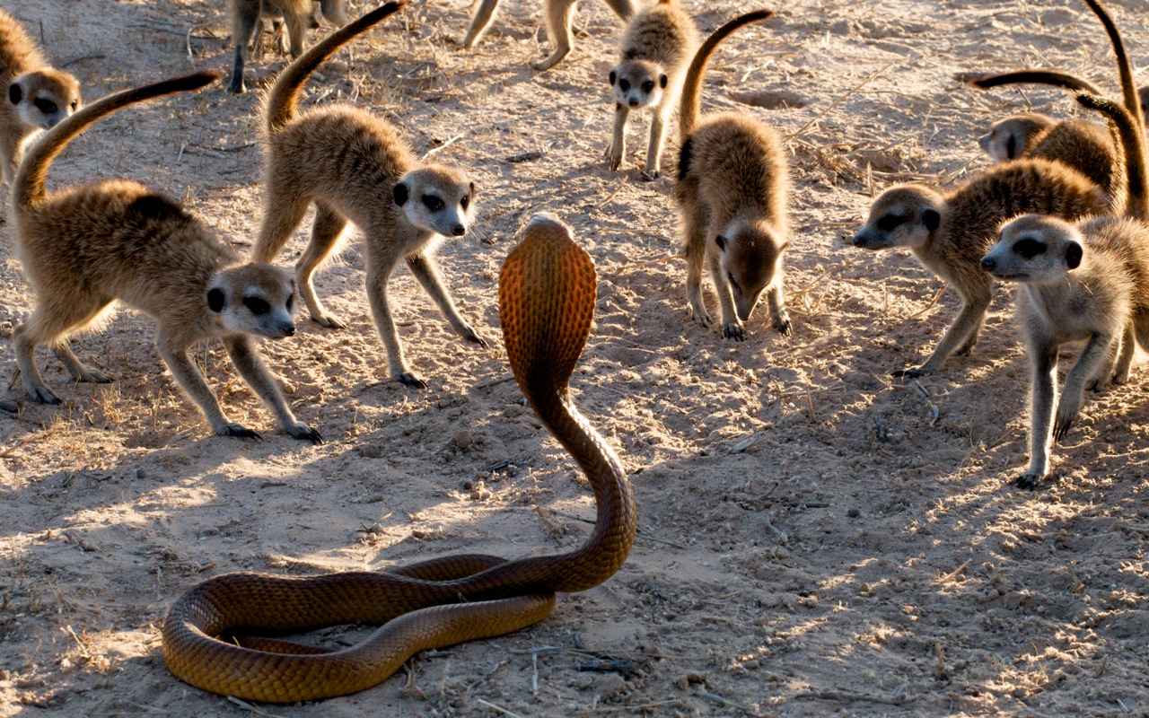 Estos 10 animales son depredadores de serpientes Quotes   