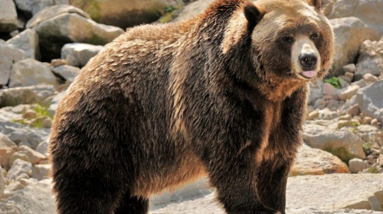 Los 10 osos más increíbles del mundo Quotes   