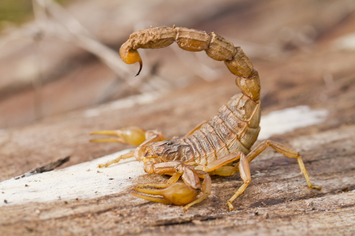10 datos fascinantes sobre los escorpiones Quotes   