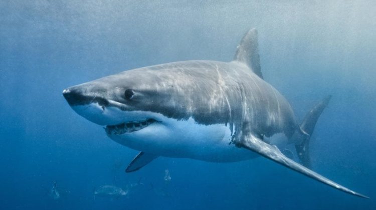 10 cosas impactantes que no sabemos sobre los tiburones Quotes   