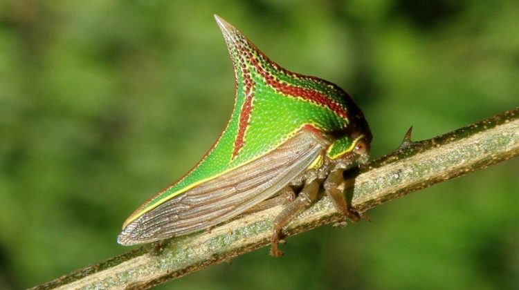 Los 20 insectos más extraños del mundo Quotes   