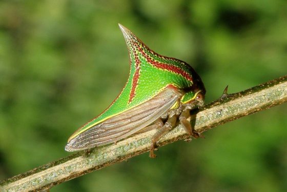 Los 20 Insectos Más Extraños Del Mundo Página 12 Homenal